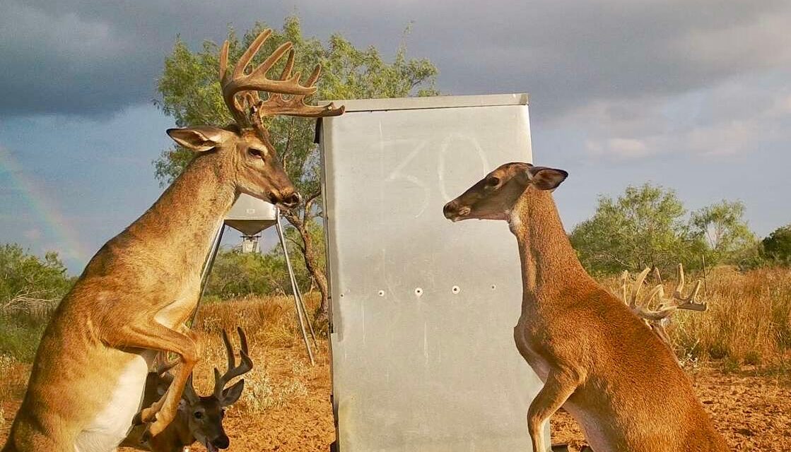 Talking about picture perfect!

: Hebbronville Deer Hunting 
#tra