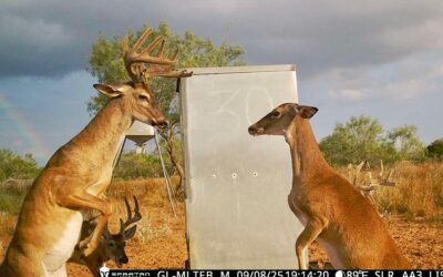 Talking about picture perfect!

: Hebbronville Deer Hunting 
#tra