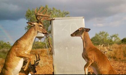 Talking about picture perfect!

: Hebbronville Deer Hunting 
#tra