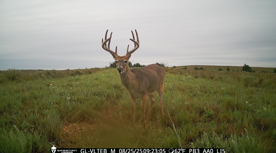 Before velvet and after velvet photos of this super nice 10 point