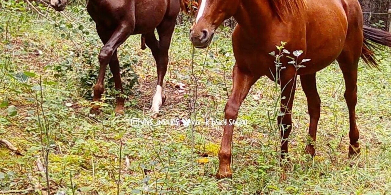Some good photos of this year’s colt,  alongside last year’s foal