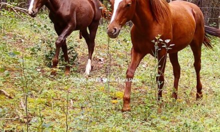Some good photos of this year’s colt,  alongside last year’s foal