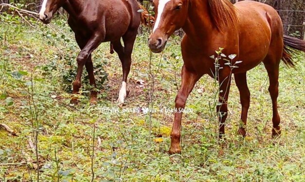 Some good photos of this year’s colt,  alongside last year’s foal