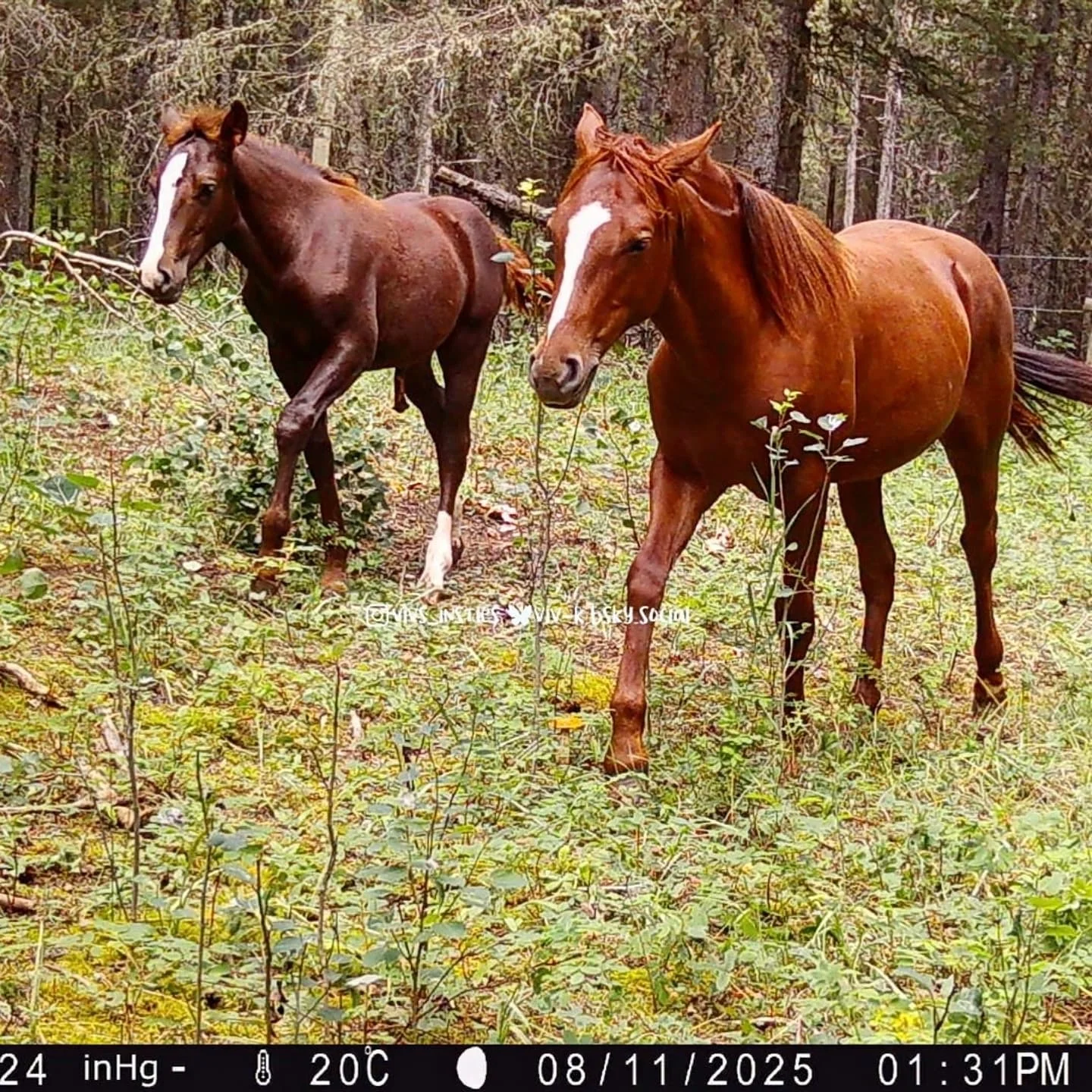 Some good photos of this year’s colt,  alongside last year’s foal