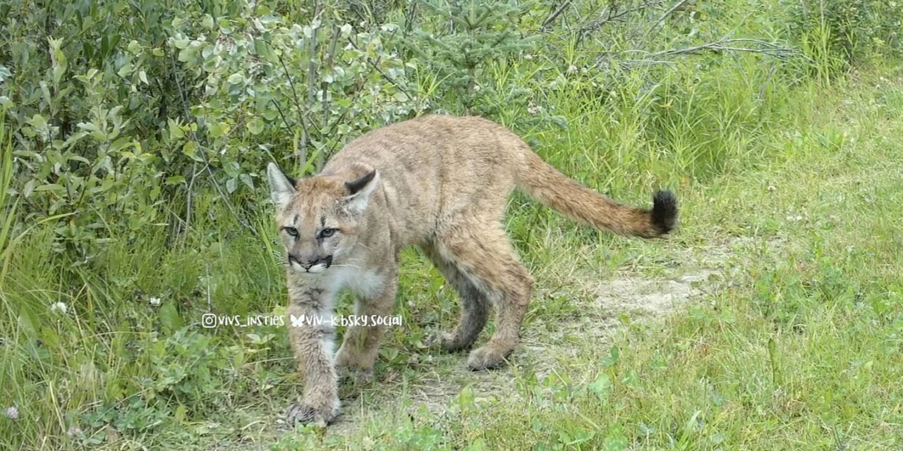 Wildcat Wednesday Here are three photos of “potentially” three di