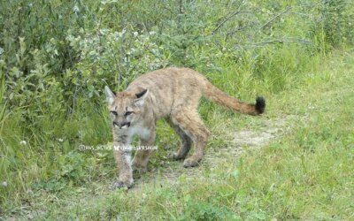 Wildcat Wednesday Here are three photos of “potentially” three di