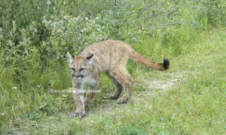 Wildcat Wednesday Here are three photos of “potentially” three di