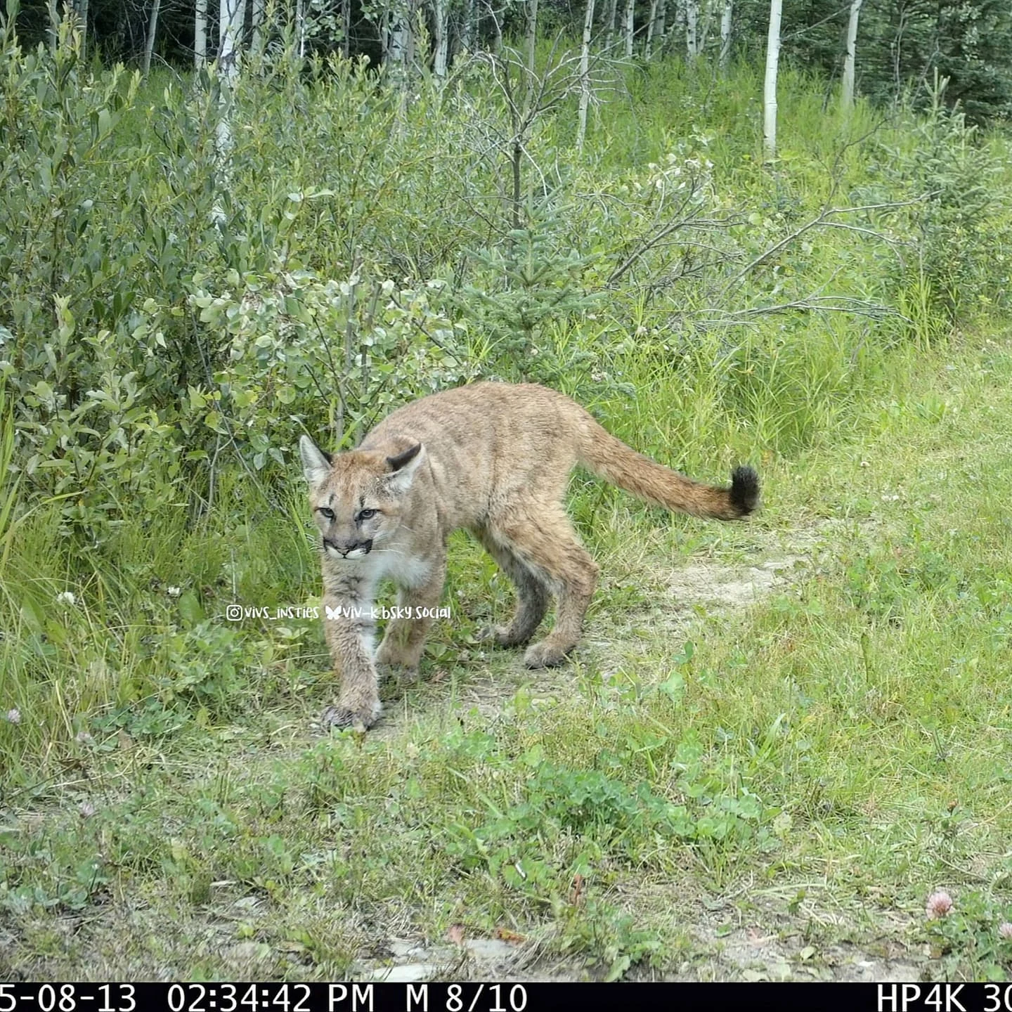 Wildcat Wednesday Here are three photos of “potentially” three di