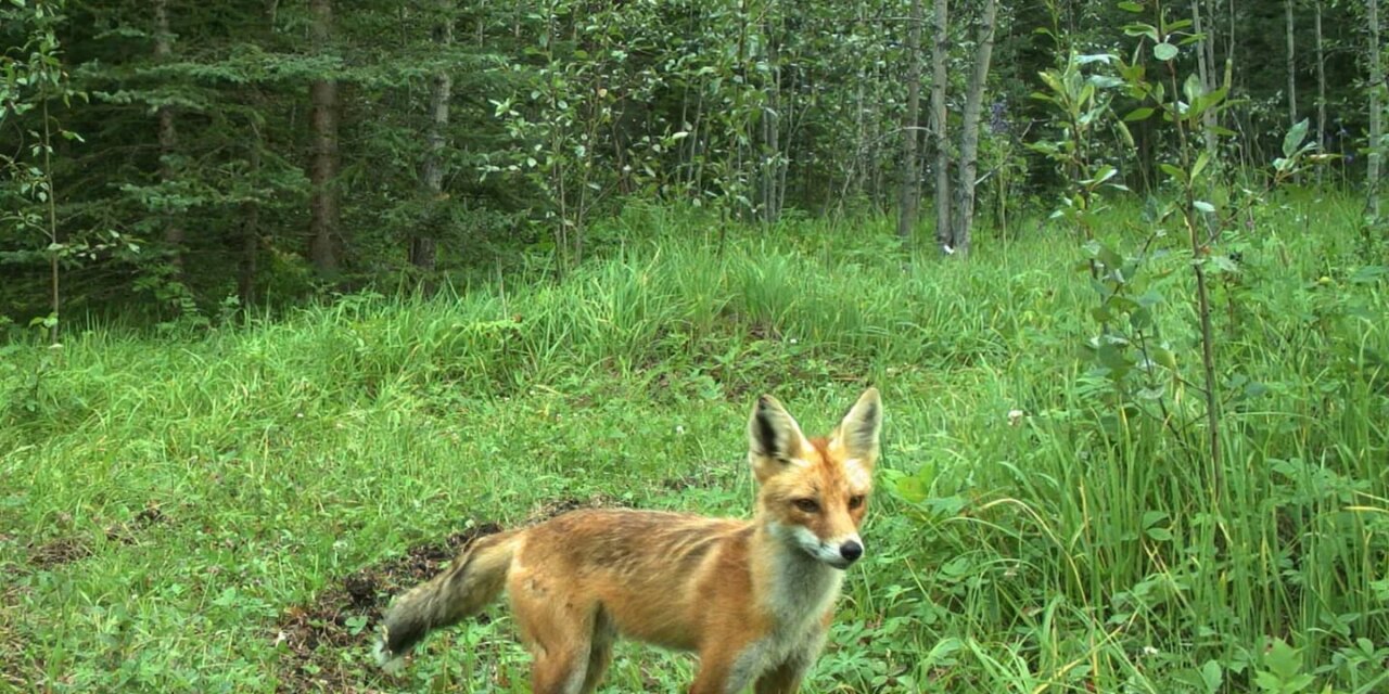 Some of these dogs belong in the woods and some of them don’t  (s