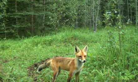 Some of these dogs belong in the woods and some of them don’t  (s
