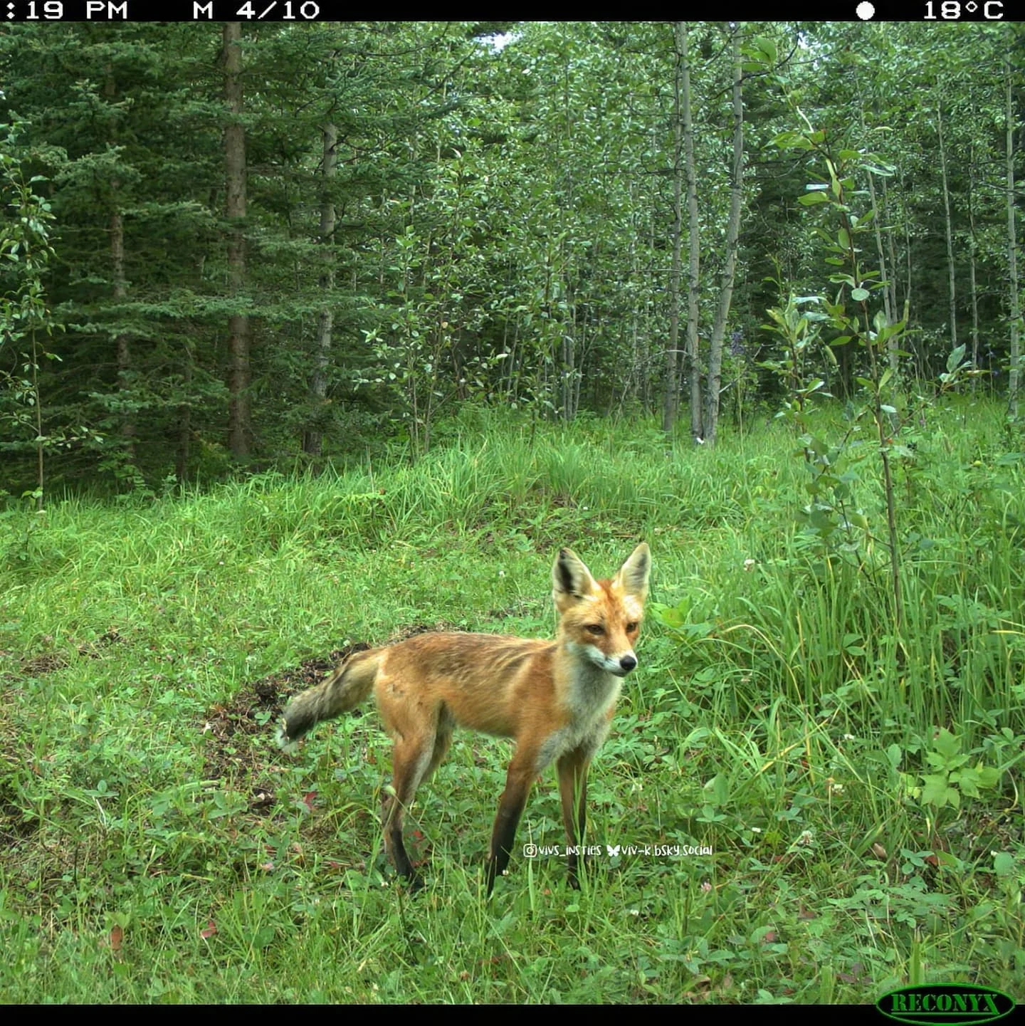 Some of these dogs belong in the woods and some of them don’t  (s