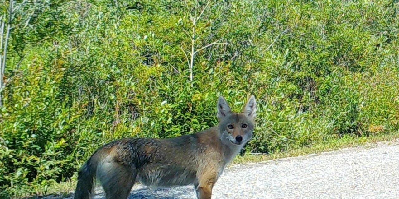 I think this is the mated coyote pair; female in first photo (but
