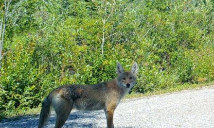 I think this is the mated coyote pair; female in first photo (but