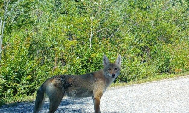 I think this is the mated coyote pair; female in first photo (but