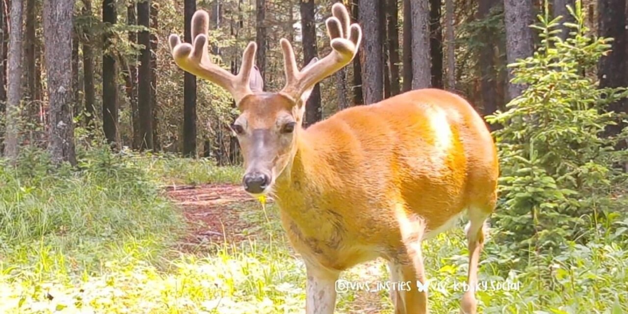 A few of the bigger boys in the woods last week 
.
.