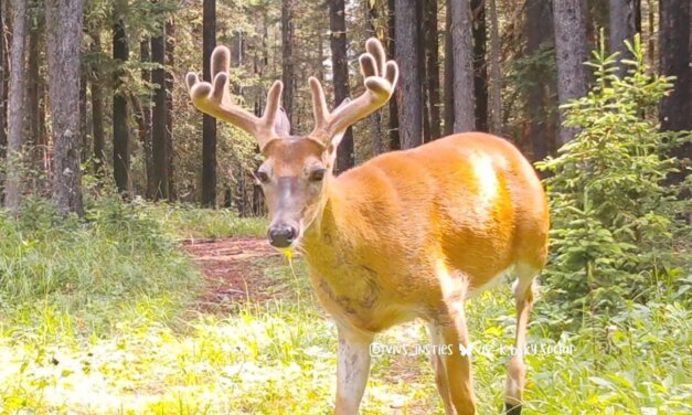 A few of the bigger boys in the woods last week 
.
.
