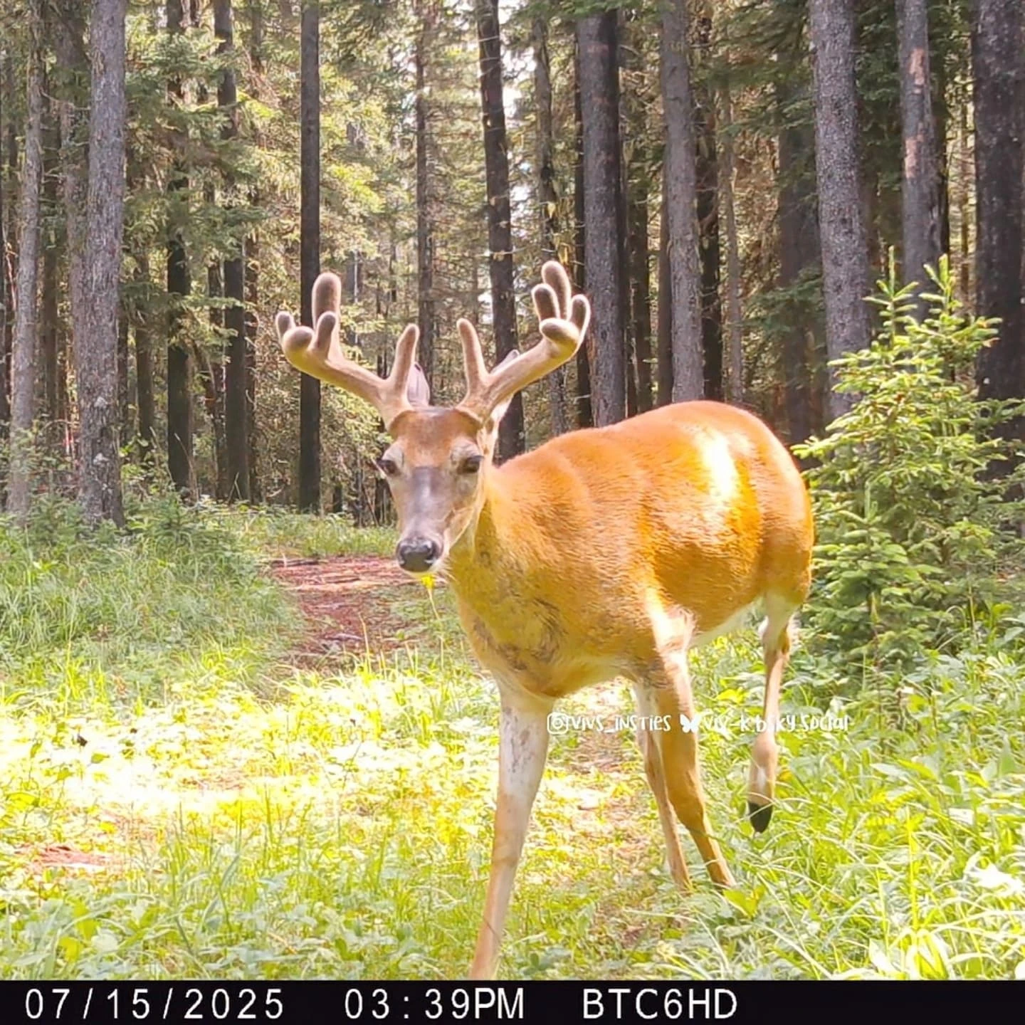 A few of the bigger boys in the woods last week 
.
.