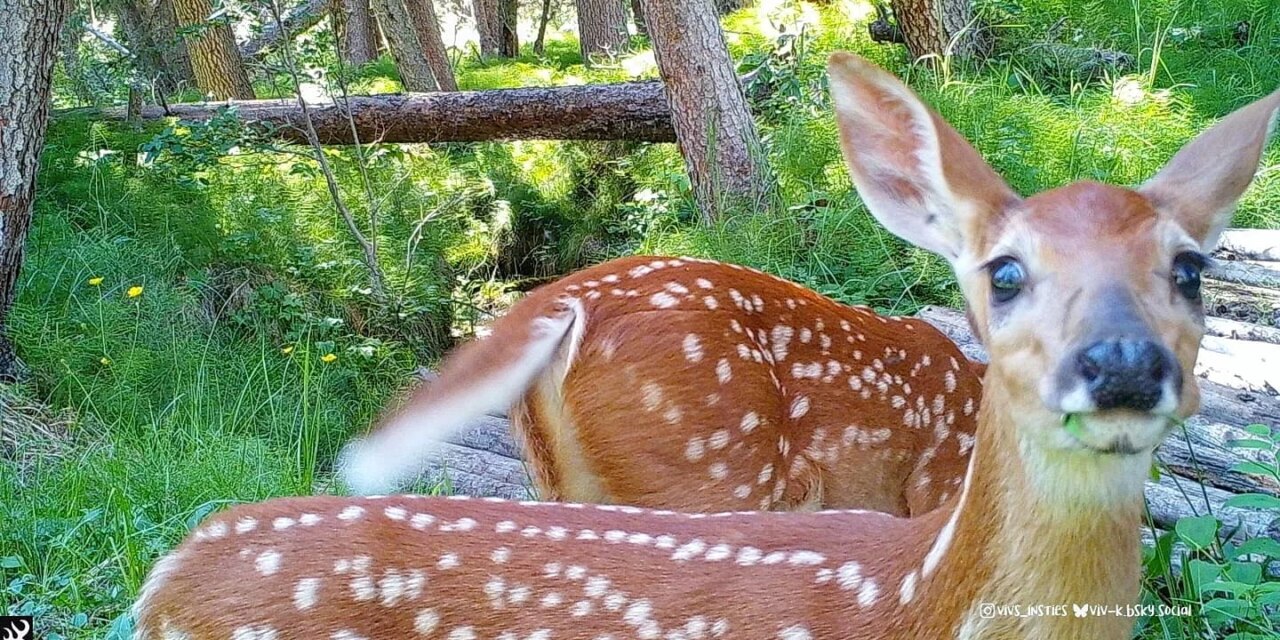 Fawns and their spots
.
.