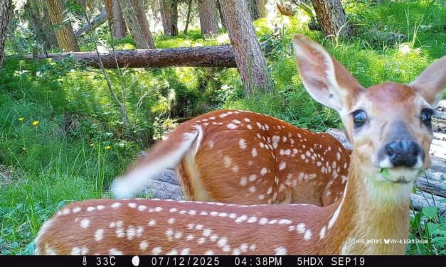Fawns and their spots
.
.