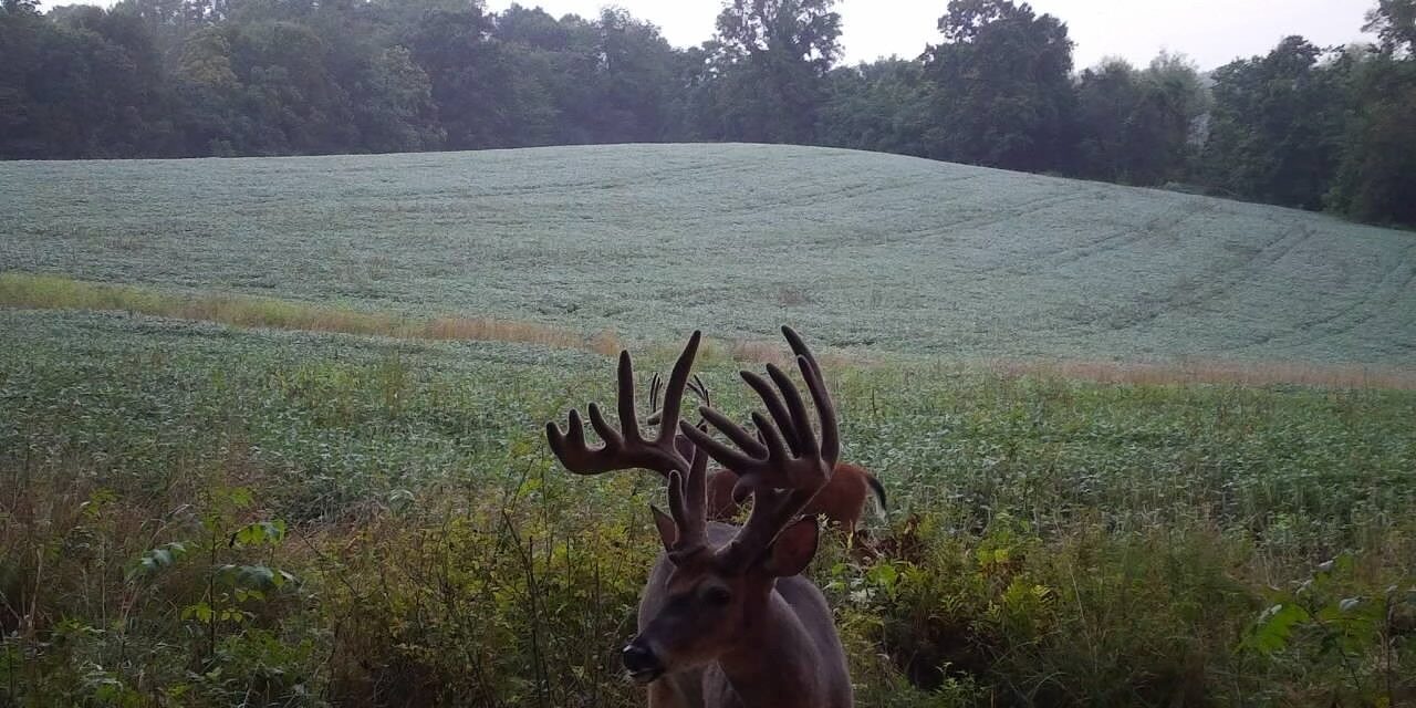 to this mega giant