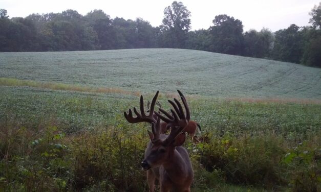 to this mega giant