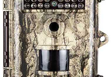 We Test Deer Cameras: Bushnell Trophy vs Browning Strike