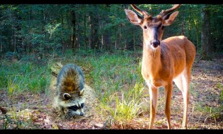 1.5 HOURS of Relaxing Trail Camera Videos (Deer, Coyotes, Wild Boar)