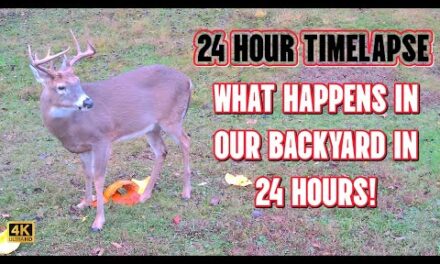 24 Hour Timelapse – What Happens in Our Backyard in 24 Hours? Big Bucks and Wildlife Everywhere!
