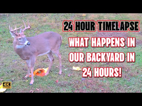 24 Hour Timelapse – What Happens in Our Backyard in 24 Hours? Big Bucks and Wildlife Everywhere!