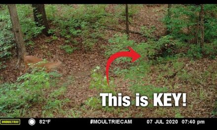 3 Great Spots for Public Land Trail-Cameras