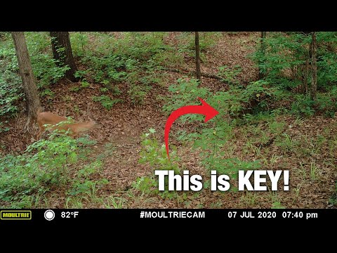 3 Great Spots for Public Land Trail-Cameras