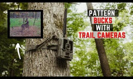 3 Ways To Pattern Bucks Using Trail Cameras