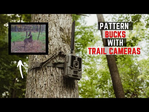 3 Ways To Pattern Bucks Using Trail Cameras