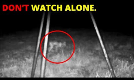 30 SCARIEST Creature Encounters Caught On Trail In The Woods | Scary Comp V177