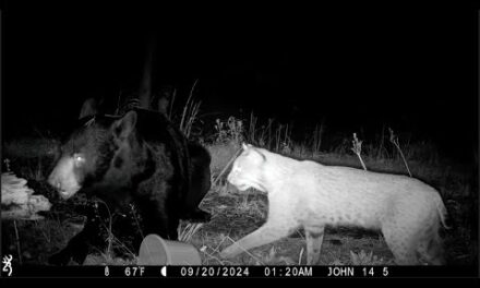 50 of the Craziest Trail Camera Videos of 2024 (In order)