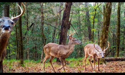 6 Months of Deer Trail Camera Videos (Alabama Wildlife)