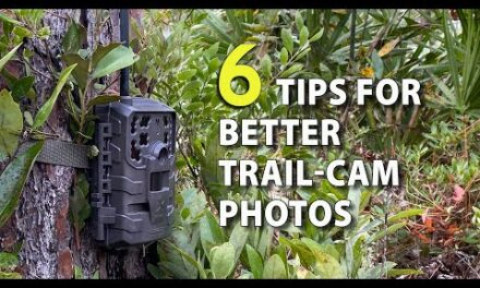 6 Tips for Trail-Camera Setup to Get More & Better Deer Photos
