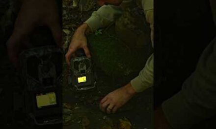 7 stolen trail cameras ??? #hunt #publicland #saddlehunting #latitudeoutdoors #hunting #earlyseason