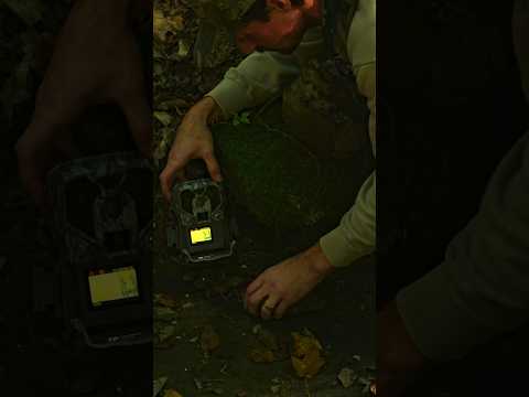 7 stolen trail cameras ??? #hunt #publicland #saddlehunting #latitudeoutdoors #hunting #earlyseason