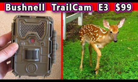 $99 BUSHNELL E3 Trail Cam TIME LAPSE Camera Weather Proof Outdoor Best you can buy REVIEW