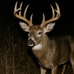 Budget Trail Camera Review 2026: Best Picks Under $100