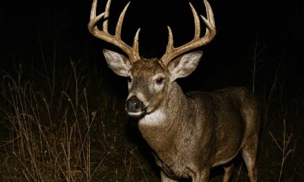 Budget Trail Camera Review 2026: Best Picks Under $100