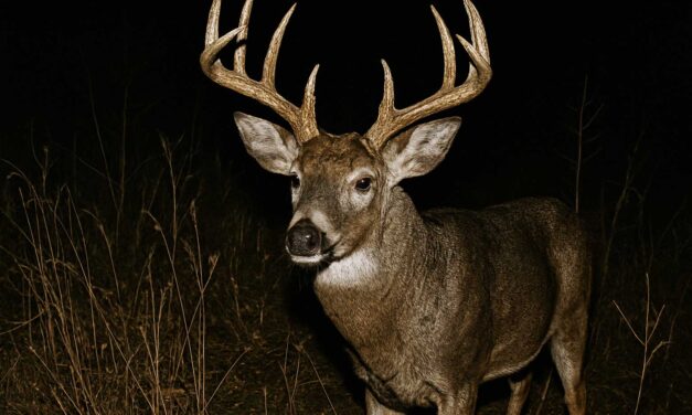 Budget Trail Camera Review 2026: Best Picks Under $100