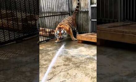 A Unique Way To bathe A Tiger🐯  #shorts #tiger