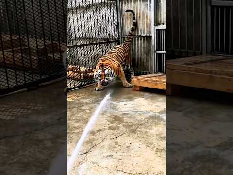 A Unique Way To bathe A Tiger🐯  #shorts #tiger