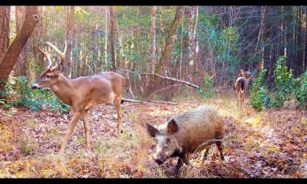 Alabama Wildlife Trail Camera Videos Winter 2022-2023 (Deer, Wild Boar, and More)
