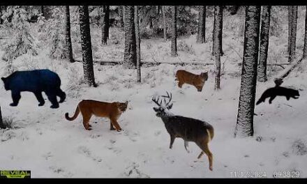 Best 2024 Idaho Trail Camera Videos Compilation