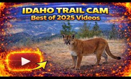 BEST Idaho Trail Cam Videos of 2025