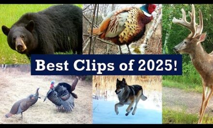Best Trail Cam Clips of 2025!