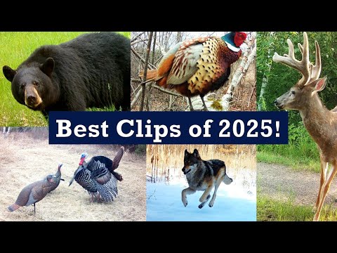 Best Trail Cam Clips of 2025!